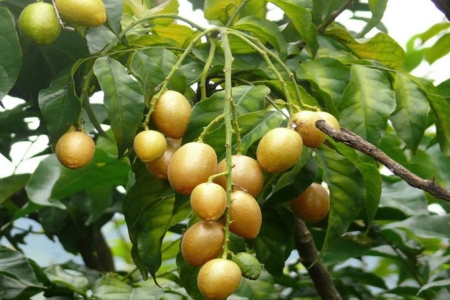 Ít ai ngờ loại quả bé tẹo này lại là “ngôi sao” dinh dưỡng trong tự nhiên