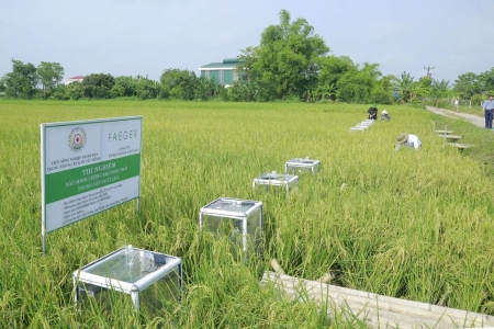 Khai thác tín chỉ các-bon: Hướng đi mới cho hạt lúa Thanh Hóa