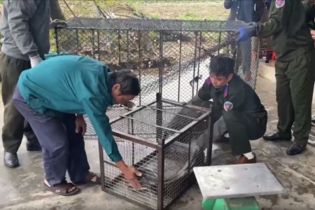 Hà Tĩnh: Tiếp nhận 3 cá thể trăn đất quý hiếm để thả về môi trường tự nhiên