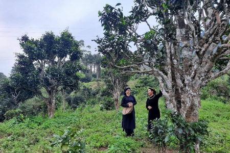 Chè Shan tuyết Bằng Phúc được công nhận là cây Di sản Việt Nam