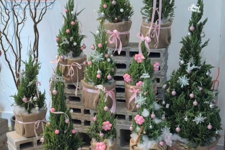 Thị trường Noel 2025 nhộn nhịp: Cây thông, cây tùng mini tươi được săn lùng mạnh