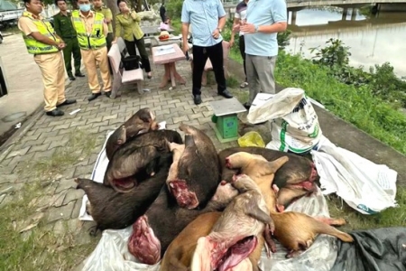 Phát hiện xe khách chạy tuyến Lao Bảo - Đà Nẵng chở động vật nguy cấp, quý hiếm