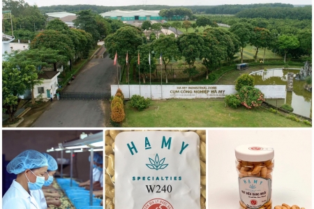 Hạt điều Hà Mỵ: Khát vọng nâng tầm giá trị nông sản và chiến lược phát triển bền vững