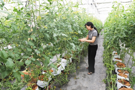 Liên minh Hợp tác xã tỉnh Bắc Ninh: Nhiều hoạt động hỗ trợ giúp các hợp tác xã nâng cao hiệu quả hoạt động