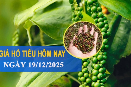 Giá tiêu hôm nay 19/12: Đồng loạt giảm 1,500 đồng/kg