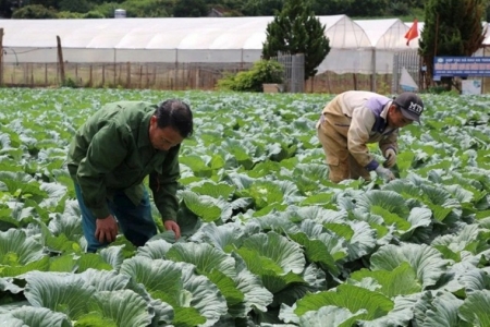 Hợp tác xã chủ động nâng sản lượng, bảo đảm nguồn cung nông sản dịp cao điểm cuối năm