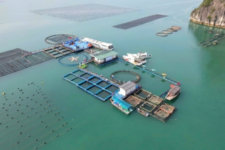 Quảng Ninh phát triển, mở rộng nuôi tôm, nuôi biển