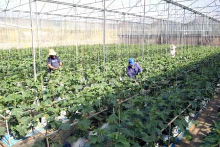 Thúc đẩy liên kết hiệu quả giữa hợp tác xã và doanh nghiệp