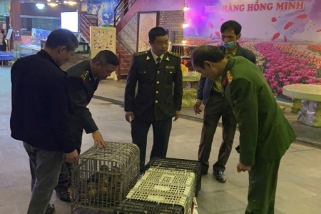 Quảng Ninh: Tăng cường tuyên truyền, kiểm tra, xử lý vi phạm về bảo vệ động vật hoang dã