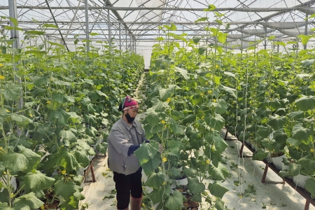 Bắc Ninh: Chuyển đổi hơn 477 ha đất trồng lúa kém hiệu quả