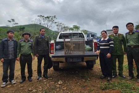 Quảng Trị: Tiếp nhận 2 cá thể khỉ vàng để thả về môi trường tự nhiên
