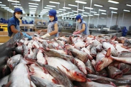 Vĩnh Hoàn ghi nhận xuất khẩu cá tra tháng 11 giảm trên 10%