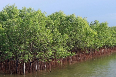 Cà Mau phê duyệt phương án quản lý rừng bền vững giai đoạn 2026–2030