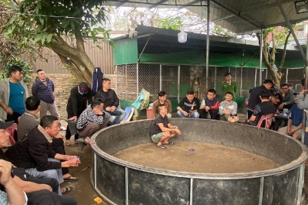 Nghệ An: Triệt phá sới đá gà ăn tiền, bắt giữ 28 đối tượng