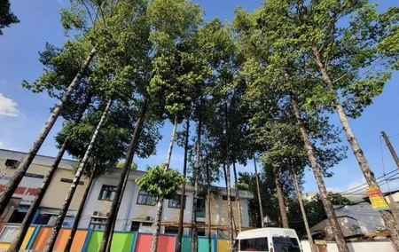 TP. HCM dự kiến trồng 15.000 cây xanh phát tán để bảo vệ môi trường