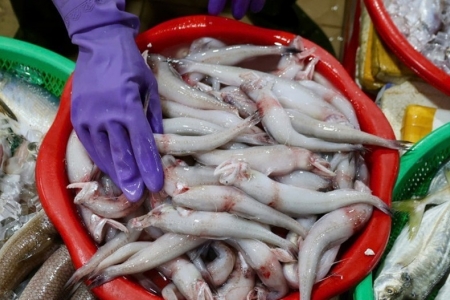 Hà Tĩnh: Phát hiện cá cháo nhiễm Formol tại một số chợ trên địa bàn