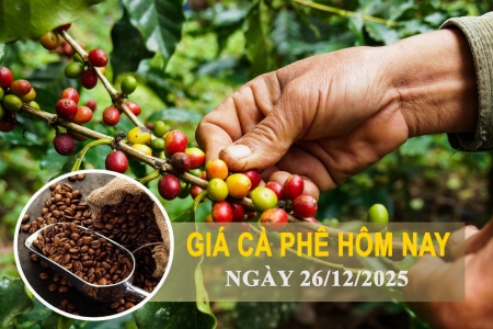 Giá cà phê hôm nay 26/12: Bật tăng mạnh