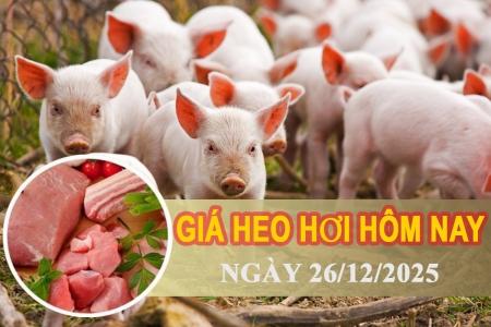 Giá heo hơi hôm nay 26/12: Miền Bắc và miền Trung hạ nhiệt, miền Nam tăng nhẹ