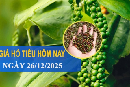 Giá tiêu hôm nay 26/12: Thị trường trong nước tăng nhẹ