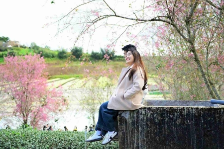 Lâm Đồng: Mai anh đào Đà Lạt phủ sắc hồng Tết Dương lịch 2026