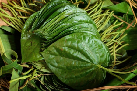 Cây dược liệu dân dã, ít người để ý nhưng tốt cho sức khỏe