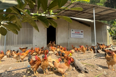 Thanh Hóa ban hành Kế hoạch phòng, chống dịch bệnh gia súc, gia cầm và tiêm phòng vắc xin năm 2026