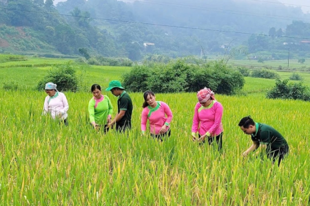 Lào Cai: Đến năm 2035, lĩnh vực trồng trọt góp phần giảm ít nhất 15% tổng lượng phát thải khí nhà kính