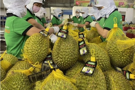 Truy xuất nguồn gốc bằng dữ liệu số "Hộ chiếu xanh" để sầu riêng Việt Nam chinh phục thị trường toàn cầu