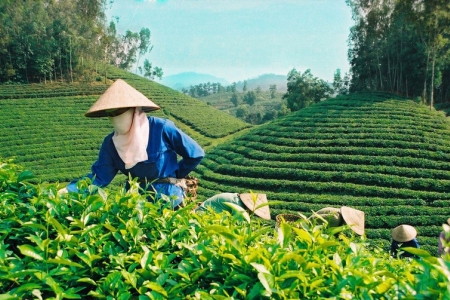 Giải phóng gần 500 container chè của Việt Nam bị kẹt tại cảng Karachi, Pakistan