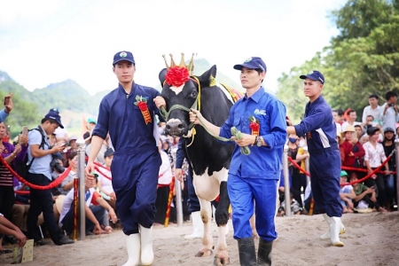 Sơn La: 40 “nàng hậu” bò sữa sẵn sàng tranh tài, mở màn mùa du lịch Mộc Châu 2026