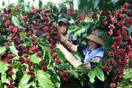 Ngành cà phê Việt Nam hướng tới cột mốc 10 tỷ USD bằng chiến lược phát triển bền vững