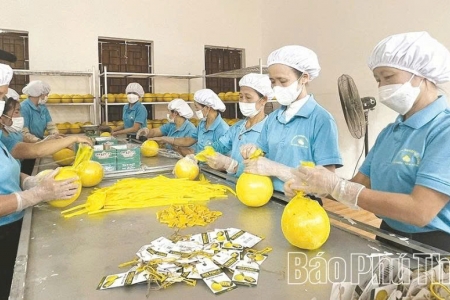 Phú Thọ thúc đẩy kinh tế tập thể, tạo sức bật cho khu vực nông thôn