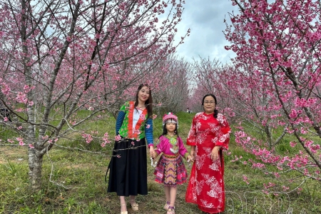 Lễ hội Hoa anh đào Mường Phăng 2026: Điểm hẹn văn hóa du lịch đặc sắc mỗi độ xuân về