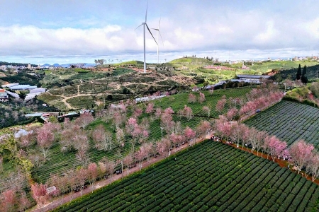 Lâm Đồng: Lễ hội hoa mai anh đào Đà Lạt khai mạc từ ngày 16/1