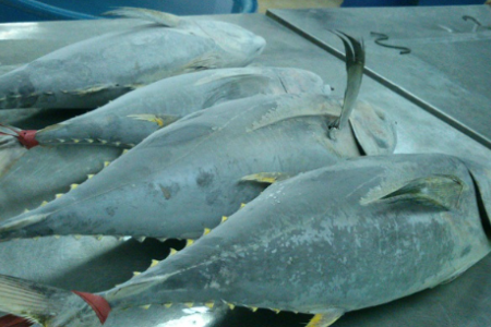 Việt Nam xuất khẩu thủy sản sang Canada thu hơn 38 triệu USD, Thái Lan là đối thủ lớn nhất