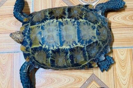 Quảng Trị: Người dân giao nộp cá thể rùa núi viền quý hiếm bắt được khi đi làm đồng