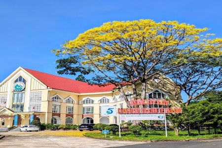 Lâm Đồng: Phượng vàng bung nở rực rỡ trên cao nguyên Bảo Lộc