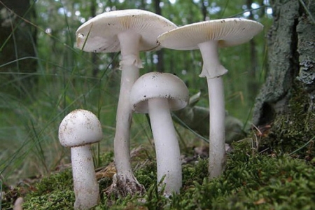 Khẩn trương điều tra, xử lý vụ nghi ngộ độc nấm khiến nhiều người nhập viện