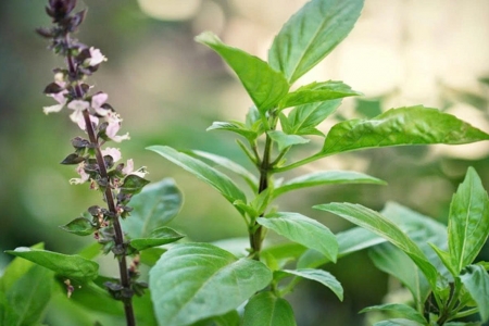 Loại rau thơm “quốc dân” giá rẻ bèo ở chợ Việt, giàu dưỡng chất bất ngờ