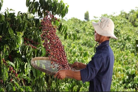 Phước Sơn – Điểm sáng trong chuỗi giá trị nông sản tại Nam Ban, Lâm Đồng