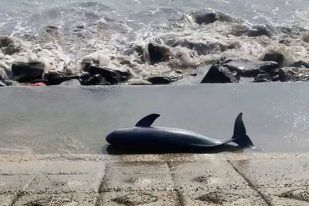 Quảng Trị: Phát hiện xác cá voi trôi dạt vào bờ biển