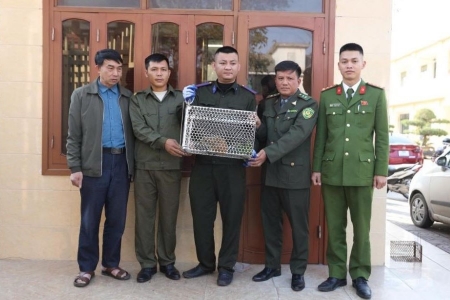 Hà Tĩnh: Tiếp nhận cá thể culi nhỏ quý hiếm để thả về môi trường tự nhiên