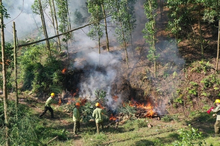 Bắc Ninh: Tăng cường quản lý, bảo vệ và phòng cháy chữa cháy rừng dịp Tết Nguyên đán 2026