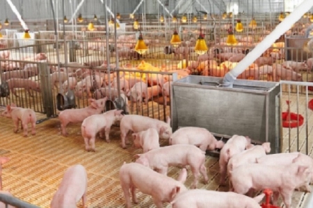 Gia Lai: Gần 174 tỷ đồng đầu tư xây dựng trang trại chăn nuôi heo