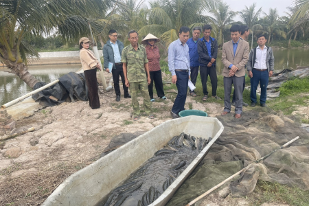 Hải Phòng: Đánh giá hiệu quả mô hình nuôi thương phẩm cá chuối hoa gắn với tiêu thụ sản phẩm
