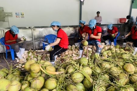 Ngành dừa Việt Nam vươn lên Top 3 thế giới nhưng vẫn loay hoay với bài toán giá trị gia tăng