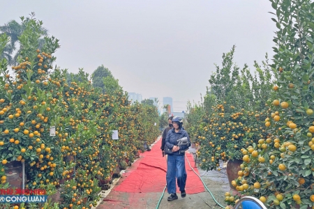 Làng quất Tứ Liên vào mùa Tết: Rực rỡ sắc xuân, nhộn nhịp chốt đơn sớm