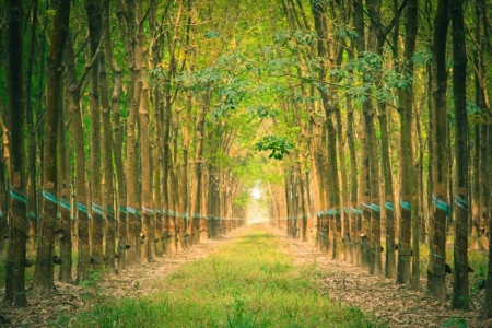 Giá cao su 18/1: Kết thúc tuần giao dịch biến động nhẹ, xu hướng giảm vào cuối tuần