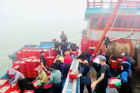 Ngư dân Nghệ An từng bước số hóa hoạt động khai thác thủy sản