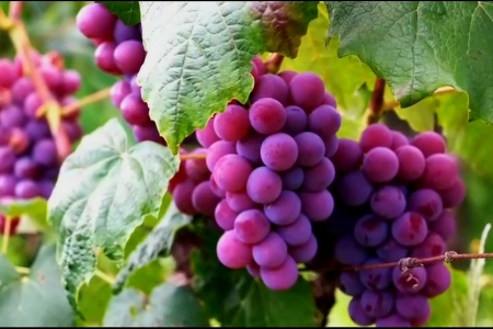 Gắn nông nghiệp, môi trường với du lịch hướng tới phát triển bền vững